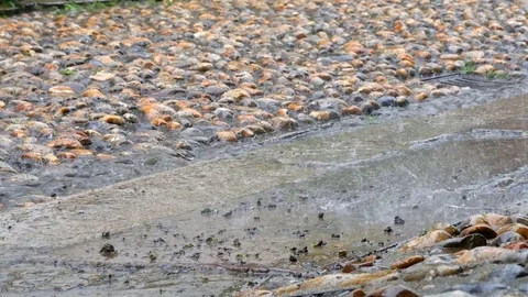 Heavy rain falling on an old, cobblestone road. Stock Footage 82892211