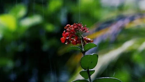 Heavy rain falling on orange ixora flowers in a dark moody garden with bokeh Stock Footage 329096105