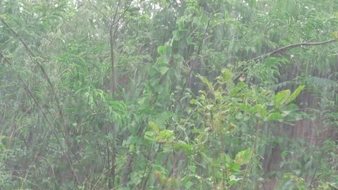 Heavy rain falling over a green forest with dense vegetation in a natural e.. Stock Footage 323629426