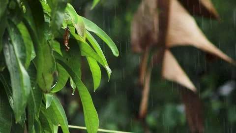 Heavy rain falling over green mango leaves and a dry brown leaf in a garden. Vídeo Stock 346276991