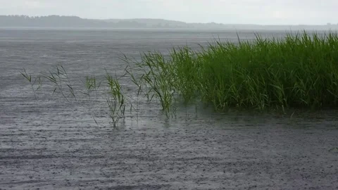 Heavy Rain Falling Over Lakeside Reeds and Dark Water Stock Footage 330883508