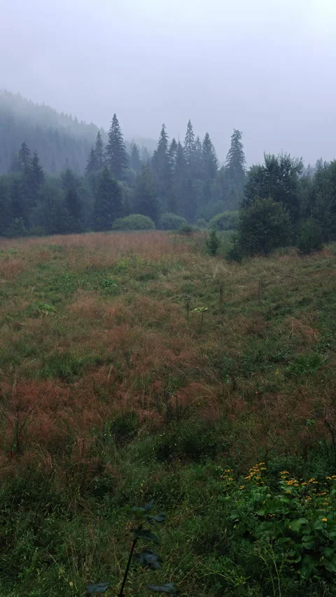 Heavy rain falling over pine forest and wild meadow in misty mountains Stock Footage 346072520