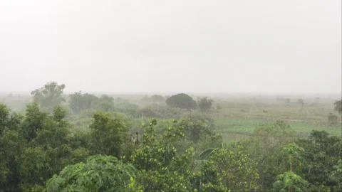 Heavy Rain Falling Over Tropical Greenery and Rural Countryside Stock Footage 342495181