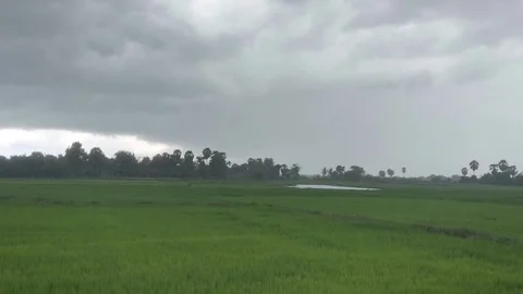 Heavy Rain Falling Over Wide Green Rice Field, Dark Storm Clouds, Countrysid Stock Footage 345360845