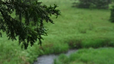 A heavy rain is falling on a park scene with a branch in the foreground  Stock Footage 155706197