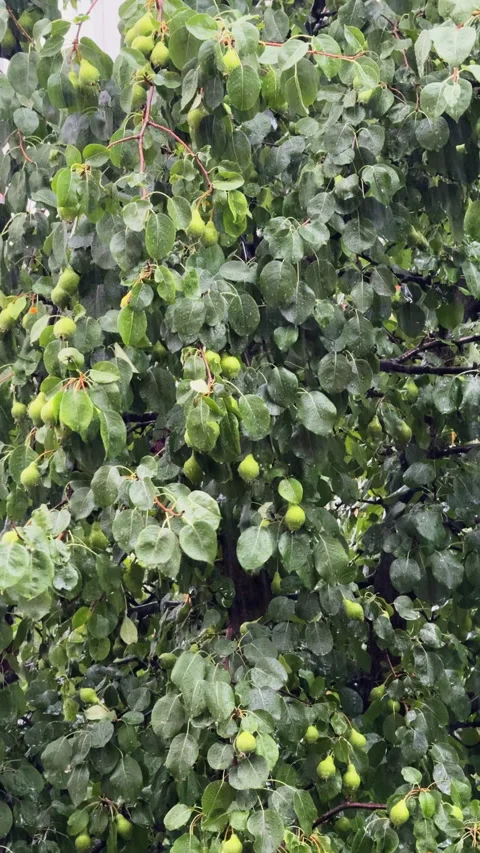 Heavy rain falling on pear tree branches Stock Footage 341772278