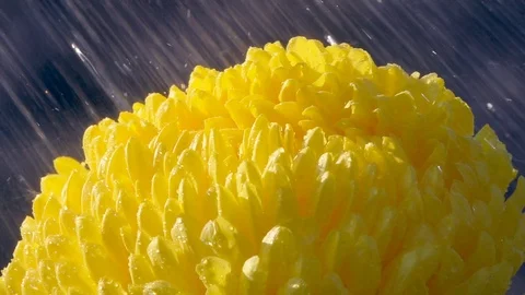Heavy rain falling on petals of beautiful yellow golden daisy flower. Slow mo Video stock 124054097