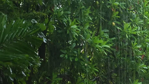 Heavy rain falling on plants in the backyard. Stock Footage 337234339