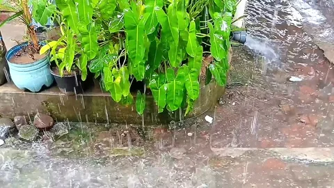 Heavy Rain Falling on Potted Plants with Water Flowing from Drain Pipe Stock Footage 331557438