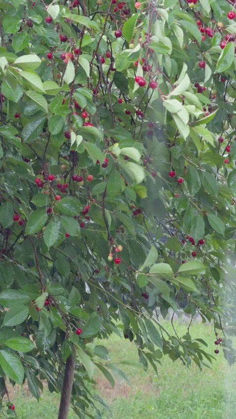 Heavy rain falling on a ripe cherry tree Stock Footage 338410114