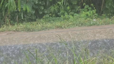 Heavy rain falling on a road surrounded by lush green grass and foliage. Stock Footage 291378135