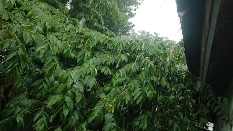 Heavy rain falling from sky and gutter near lush trees Video stock 329906534