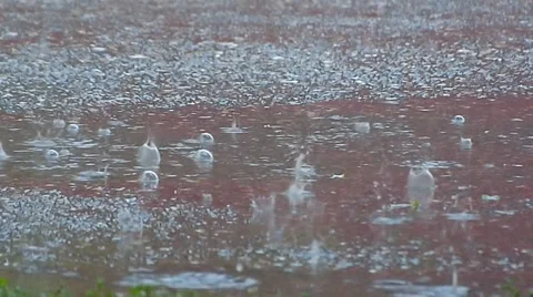 Heavy Rain Falling. Slow Motion. Rain Bubbles Stock Footage 37735769
