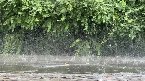Heavy rain falling in slow motion onto sidewalk before row of bushes Stock Footage 278993626