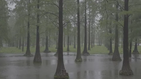 Heavy Rain Falling in a Symmetrical Cypress Forest with Flooded Road vlog Stock Footage 337506543