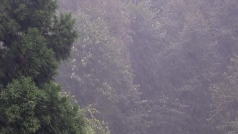 Heavy rain falling through forest trees, soaking leaves beneath sky during 스톡 동영상 333855544