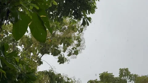 Heavy rain falling through tropical tree branches under an overcast sky. Stock Footage 346391886