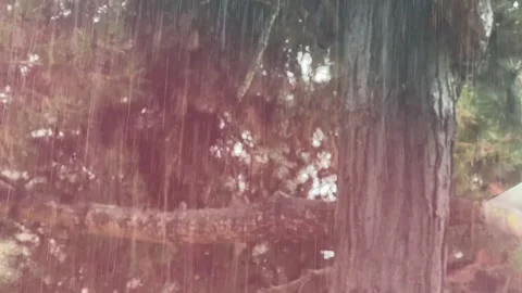 Heavy Rain Falling on Tree in Forest - 4K Vidéo 317723302