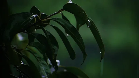 Heavy rain falling on tree leaves, closep-shot. Stock Footage 211601816