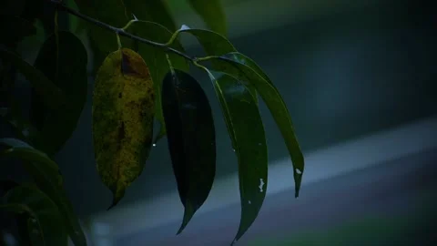 Heavy rain falling on tree leaves, closep-shot. Stock Footage 211603049