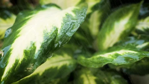 Heavy Rain Falling On Tree Leaves. Raining shower in the dense forest Stock Footage 253392904