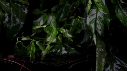 Heavy Rain Falling On Tree Leaves Stock Footage 256768238