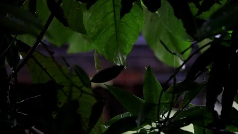 Heavy Rain Falling On Tree Leaves Stock Footage 256768279