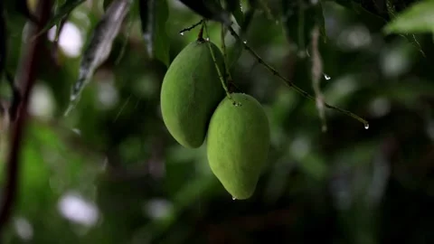 Heavy Rain Falling On Tree Leaves Stock Footage 256768340