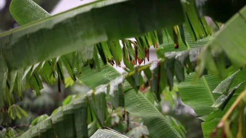 Heavy Rain Falling On Tree Leaves Stock Footage 256768963
