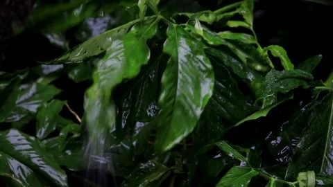 Heavy Rain Falling On Tree Leaves Stock Footage 256769061