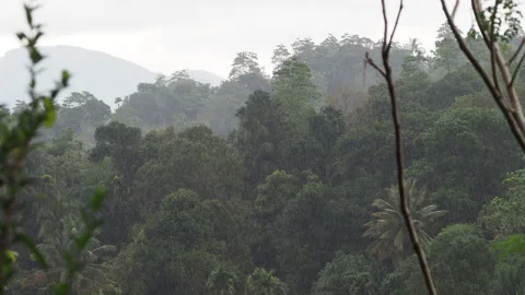 Heavy rain falling on tropical jungle hills Stock Footage 340641161