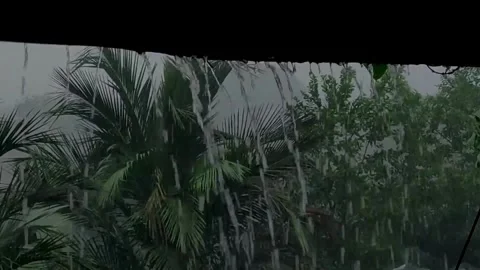 Heavy Rain Falling on Tropical Palm Trees Stock Footage 332877392