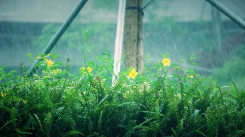 Heavy rain falling on vibrant green ferns and yellow flowers in a garden Stock Footage 342326113