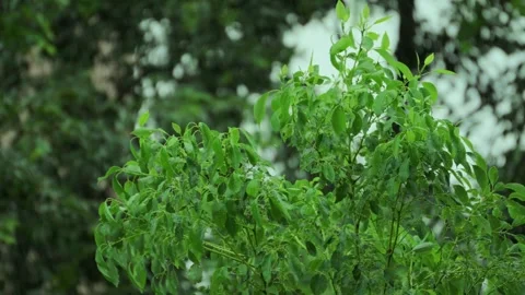 Heavy rain falling on vibrant green tree leaves in a lush garden setting Stock Footage 342328410