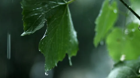Heavy Rain Falling on Vine Leaves HD Stock Footage 33829809