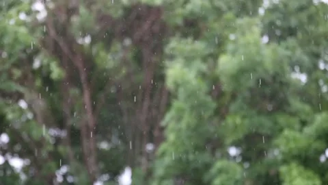 Heavy Rain Falling Before Windy Background Trees Stock Footage 133752303
