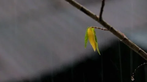 Heavy rain falls on dry yellow leaves Stock Footage 290283463