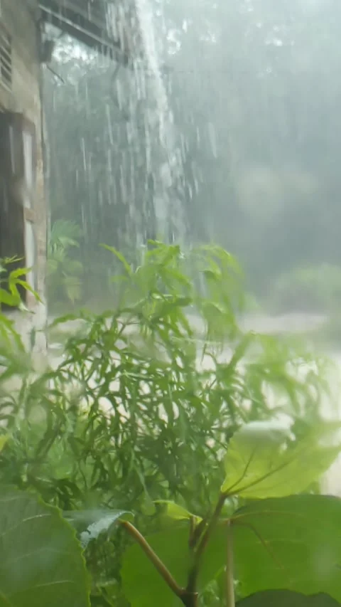 Heavy rain that falls to earth Stock Footage 204887516