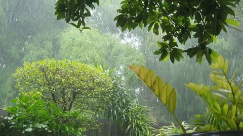 Heavy rain falls in the garden Stock Footage 277642634