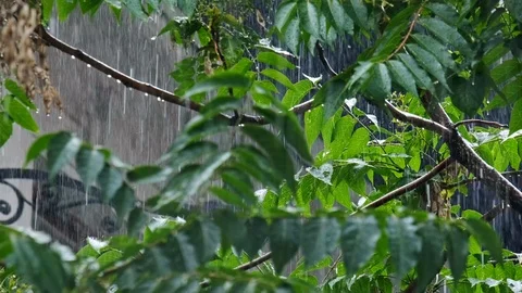 Heavy rain falls on leaves Stock Footage 110756273