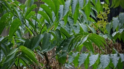Heavy rain falls on leaves Stock Footage 110756410