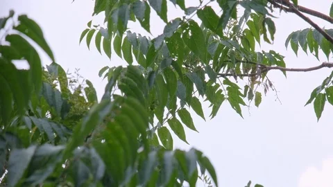 Heavy rain falls on leaves Stock Footage 110756529