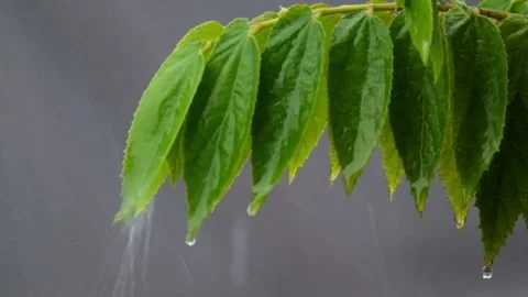 Heavy rain falls on the leaves Stock Footage 270546545