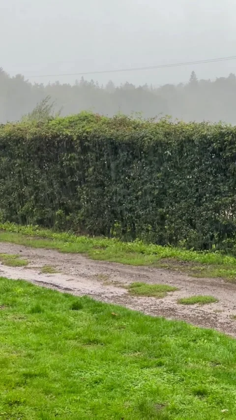 Heavy rain falls over a lush green hedge and a muddy English country lane. Dense Stock Footage 331671678