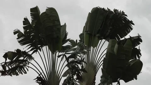 Heavy rain falls on palm trees. Timelapse Stock Footage 341291649
