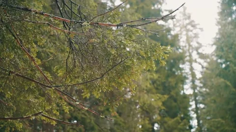 Heavy rain falls on a pine tree in the forest against a background of green blur Stock Footage 238643283