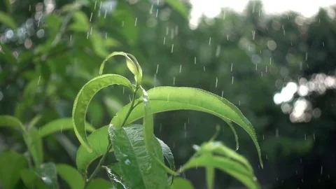 Heavy Rain falls on the Tree Branch. Stock Footage 77004901