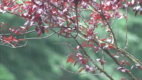 Heavy rain falls on tree leaves. Stock Footage 313838109