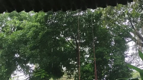 Heavy Rain Falls on the Trees Stock Footage 332900422