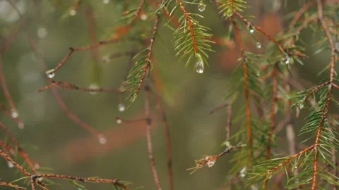 Heavy rain falls on trees in the forest in the mountains, a drop drips from a Stock Footage 238643328